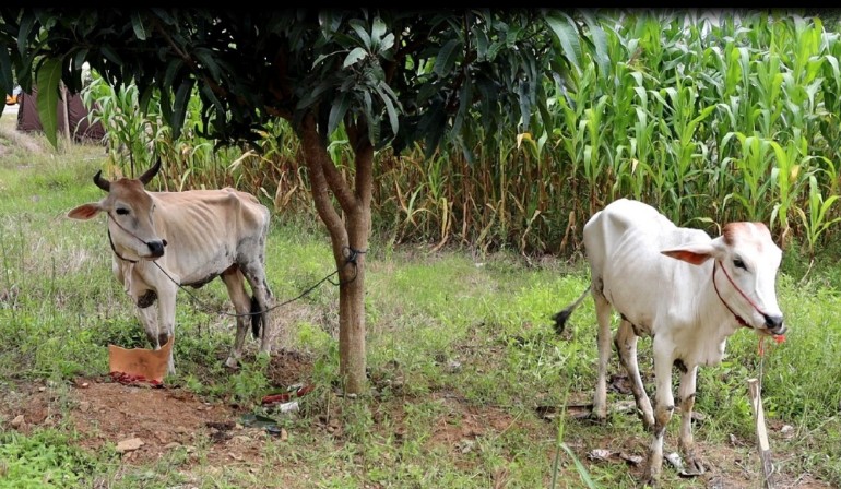 Tiga Tahun Beraksi, Komplotan Pencuri Sapi di Pringsewu Akhirnya Tertangkap, Satu Tewas