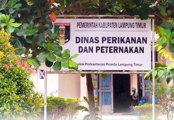 Kasus Dugaan Korupsi Proyek Sapi PO hingga Kambing Rambon Miliaran Dinas Peternakan Lamtim Mandek di Kejaksaan?