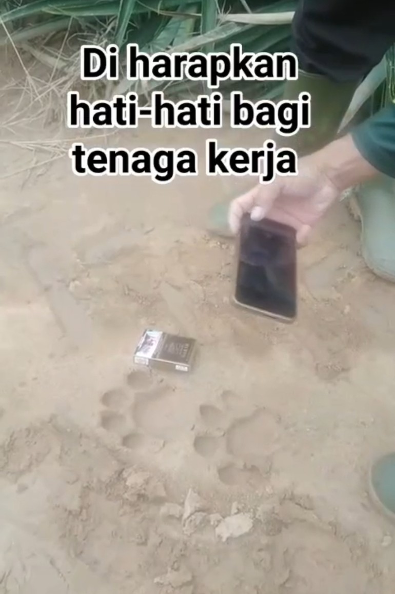 Jejak Harimau Sumatra Ditemukan di Kebun Nanas GGP Lampung Timur, BKSDA Pastikan dari Analisis Morfologi