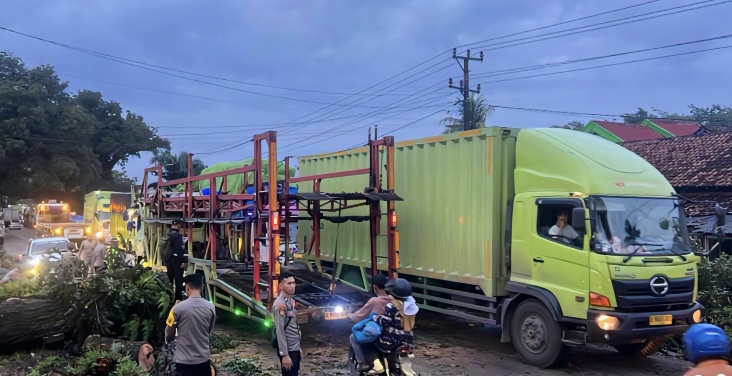 Pohon Besar Tumbang di Jalintim Tulang Bawang, Arus Lalu Lintas Sempat Lumpuh Total