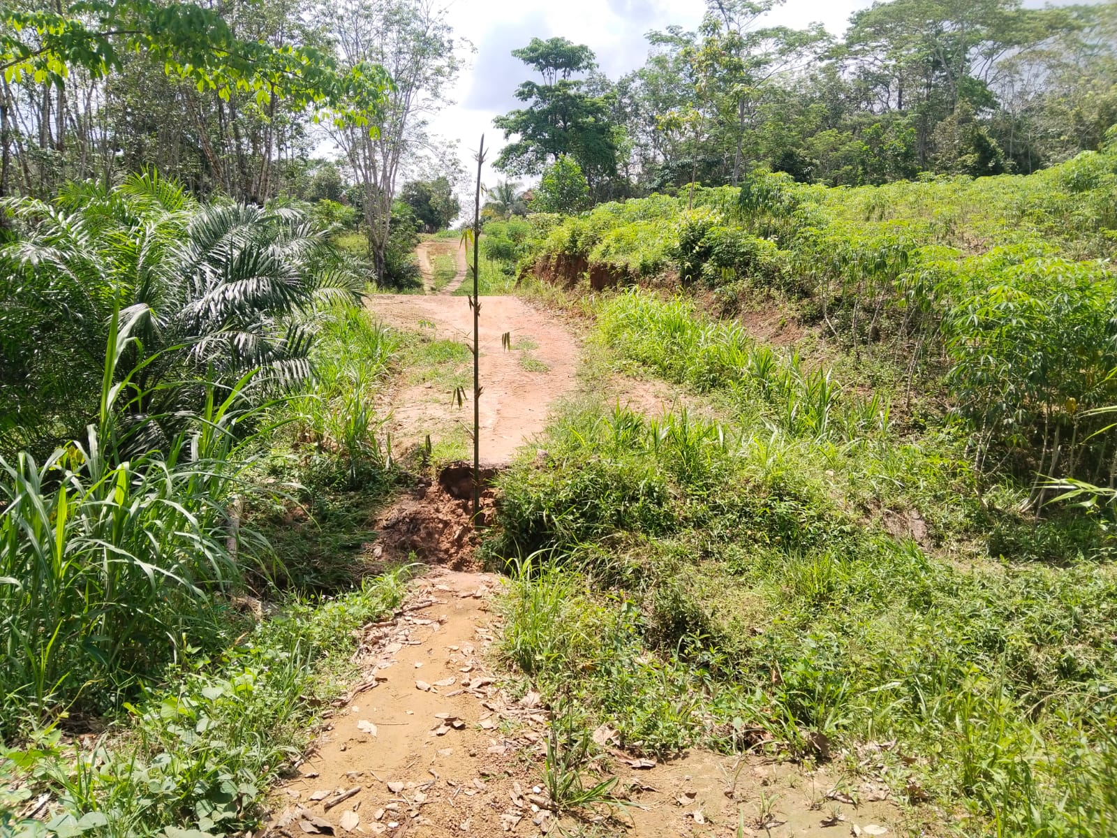 Jembatan Putus, Akses Lumpuh: Warga Penumangan Geram, Pemkab Tubaba Dinilai Tutup Mata