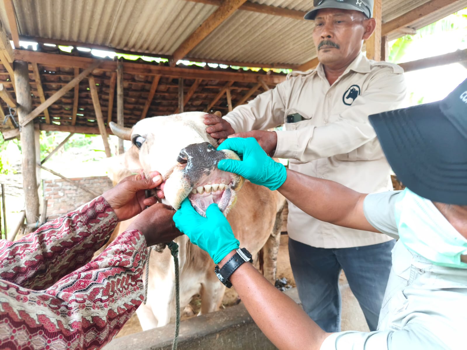 Pemprov Lampung Percepat Vaksinasi PMK Jelang Iduladha, 169 Ribu Dosis Mulai Didistribusikan Awal April