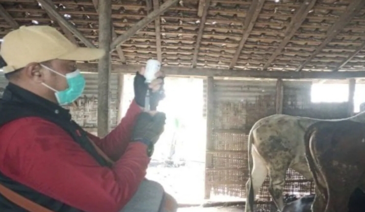Pemkab Lamsel Terima 10 Ribu Dosis Vaksin PMK Tahap Pertama