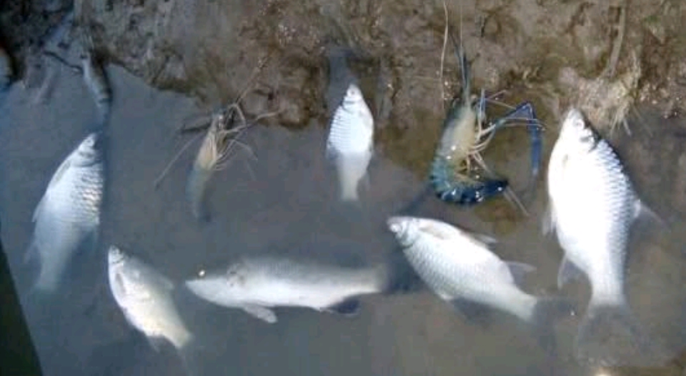 Ekosistem Sungai Way Sekampung Rusak, Warga Palas Pasemah Desak Polisi Tangkap Pelaku Peracunan Ikan