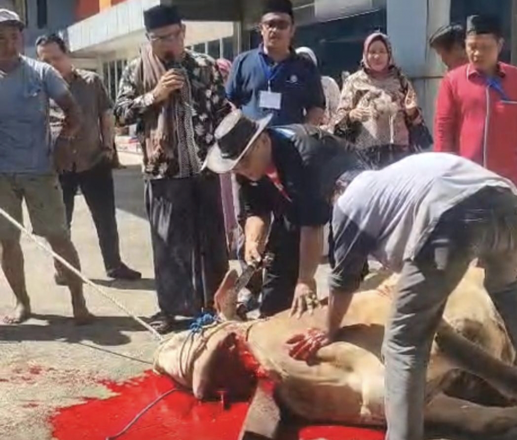 DPC PERADI Bandar Lampung Sembelih 6 Sapi dan 4 Kambing Kurban, Satu dari Otto Hasibuan