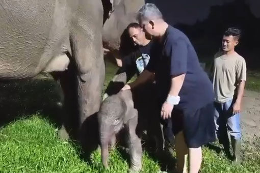 Kabar Baik Konservasi: Setelah Harimau Sumatera, kini Bayi Gajah Lahir di Lembah Hijau Lampung