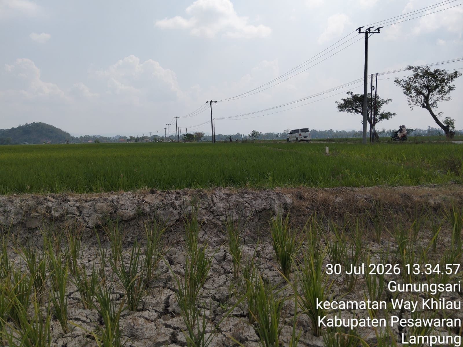 Puluhan Hektare Sawah di Desa Mada Jaya Dilanda Kekeringan, LSM Penjara Minta Dinas Segera Ambil Langkah Darurat