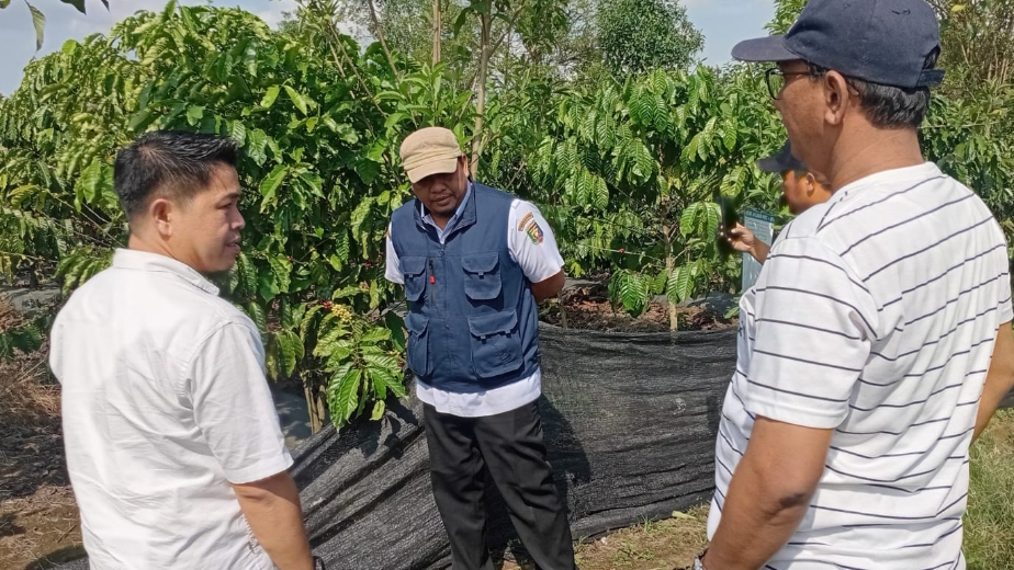 PHC Mirza Terbukti Bikin Tanaman Kopi Makin Gacor