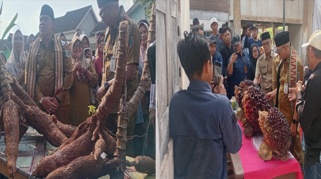 Penggunaan PHC di Lampung Timur: Mulai Terlihat pada Singkong dan Sawit