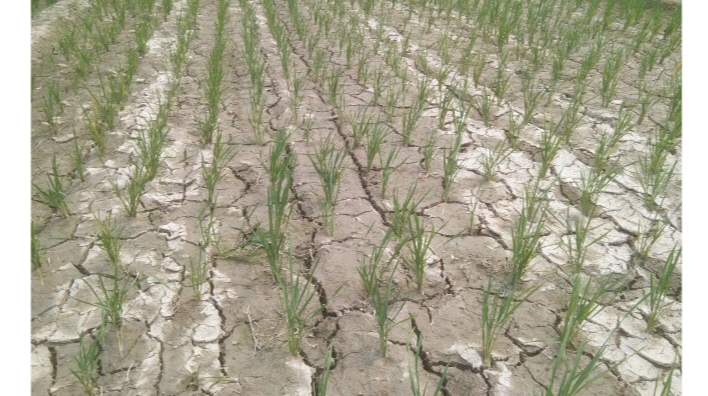Kemarau Panjang, Puluhan Hektare Sawah di Purwodadi Terancam Gagal Panen