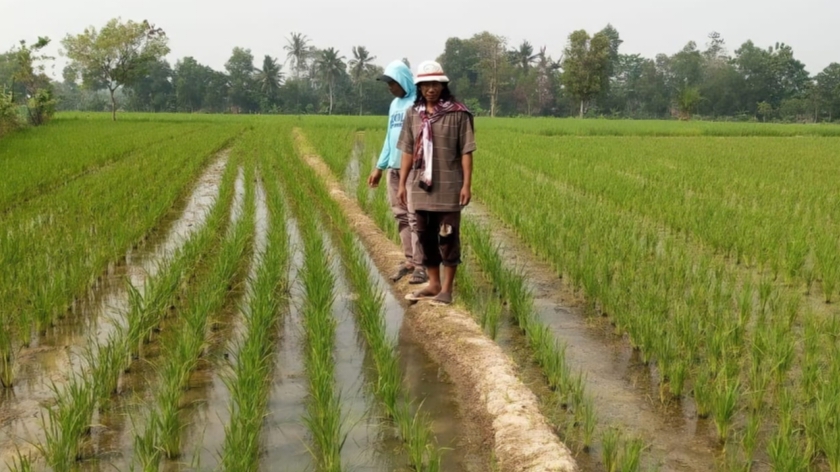 Hampir Dua Bulan Petani di Wawai Karya Sukar Dapat Pupuk, Khawatir Gagal Panen