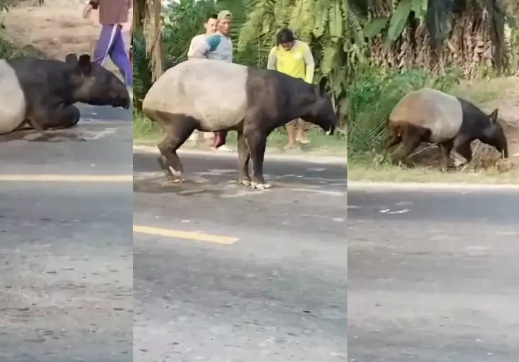 Miris! Tapir di Mesuji Disembelih dan Dimasak Rica-Rica, 4 Pelaku Ditangkap