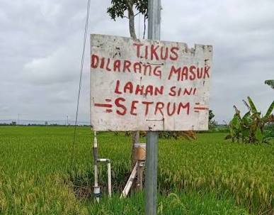 Ibu dan Anak di Way Panji Tewas Tersengat Aliran Listrik Jebakan Tikus di Sawah