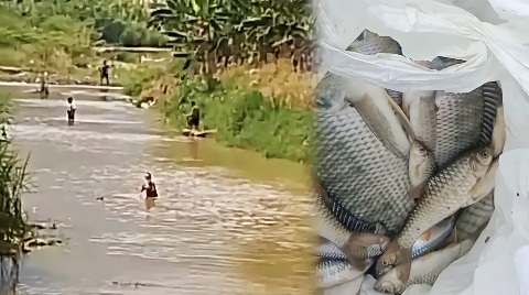 Ikan Mati Massal di Sungai Way Ratai Kembali Terjadi, Warga Desak DLH dan Polisi Usut Dugaan Tambang Emas Ilegal