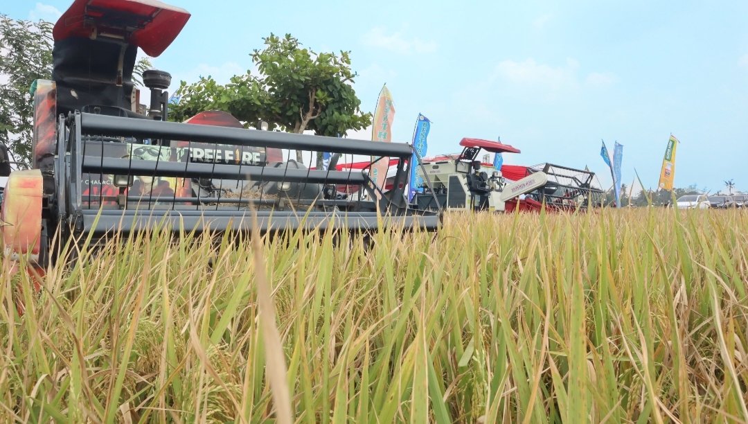 Uji Coba PM-AAS di Lamteng Tembus 11,4 Ton per Hektare