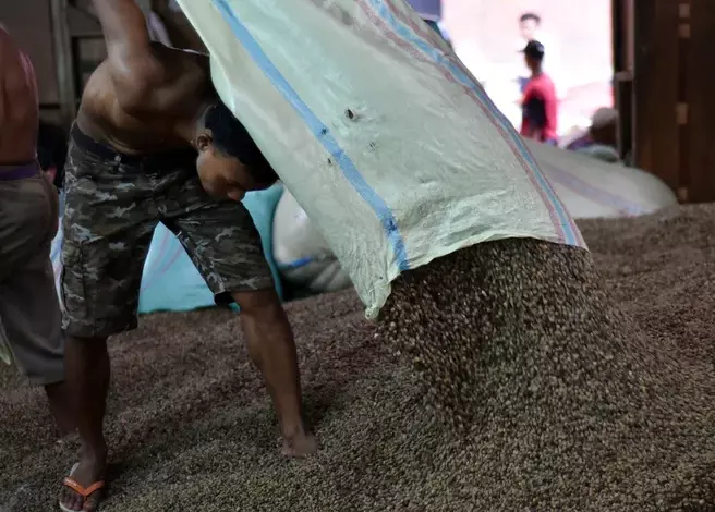 Mandor Diduga Sunat Upah Buruh Kopi Rp500 per Karung, Badan Buruh Pemuda Pancasila Minta APH Turun Tangan