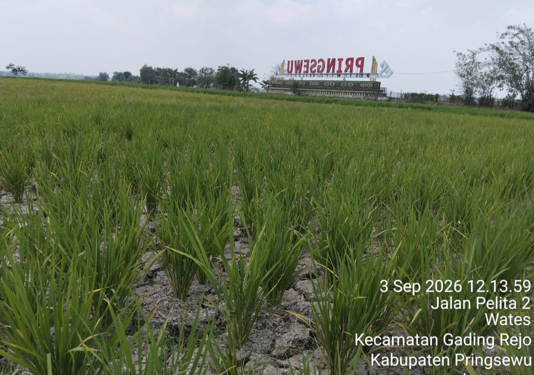 Kekeringan Meluas, Puluhan Hektare Sawah Pringsewu Terancam Gagal Panen, Bantuan Perpompaan Kementan Diawasi