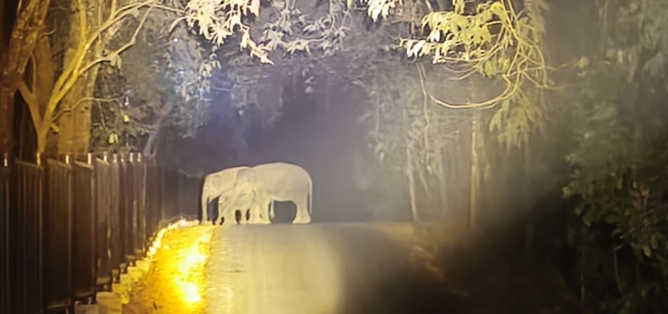 Pengawasan AI di TNWK Diklaim Tekan Konflik Gajah dan Warga Jadi Nol Kasus