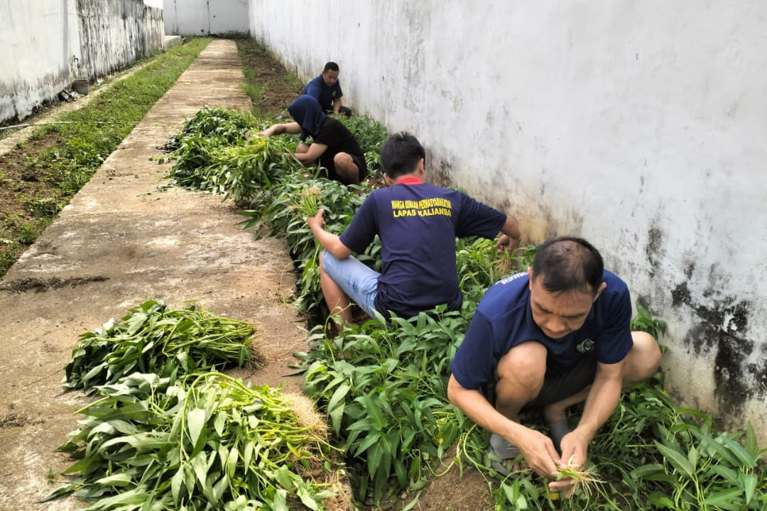 Rawat Tanaman, Panen Hasil Budidaya, Lapas Kalianda Dorong Kemandirian WBP