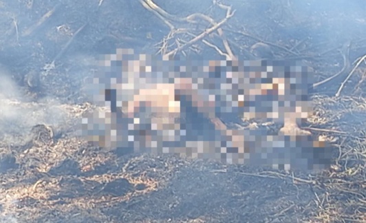 Kakek 80 Tahun di Lampung Utara Tewas Terjebak Kebakaran Lahan yang Dibakarnya Sendiri
