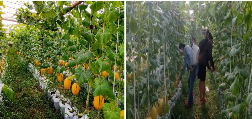 Lahan Gersang Disulap Jadi Agrowisata Melon di Lampung Timur