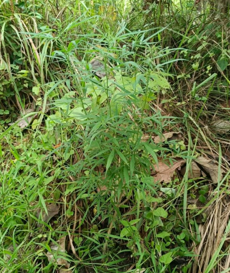 Ganja Tumbuh Subur di Kebun Warga Tarahan, Polisi Cari yang Nanam