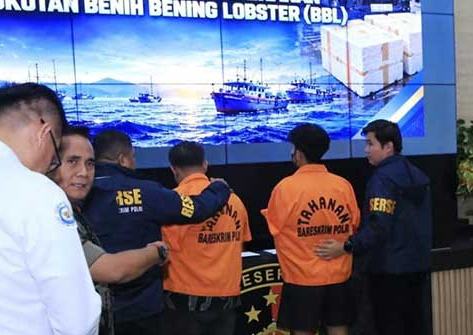 Dua Tersangka Asal Lampung Ditangkap Terkait Penyelundupan Benur Rp5,8 Miliar, 9 Pengiriman Diduga Lolos