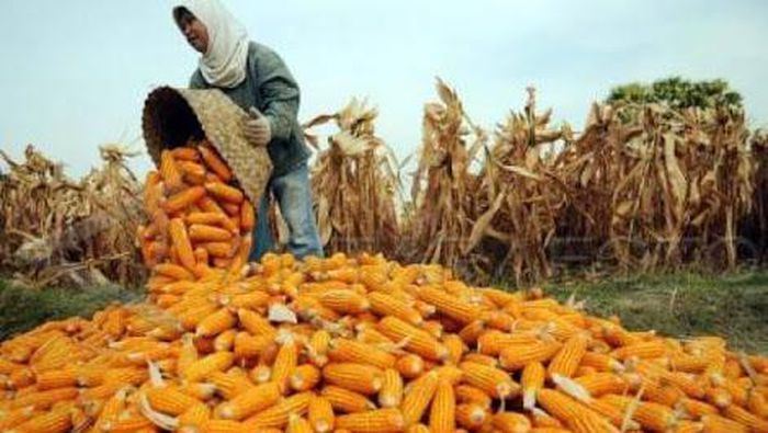 Serelah Beras, Akhir Tahun 2018 Pemerintah Siap Impor 50 hingga 100 Ribu Ton Jagung?