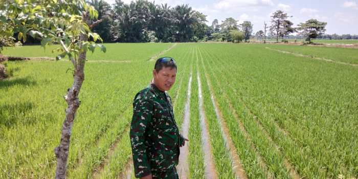 Berhasil Ciptakan Bibit Padi Unggul, Pelda Suharman Jadi Nama Padi di Luwu