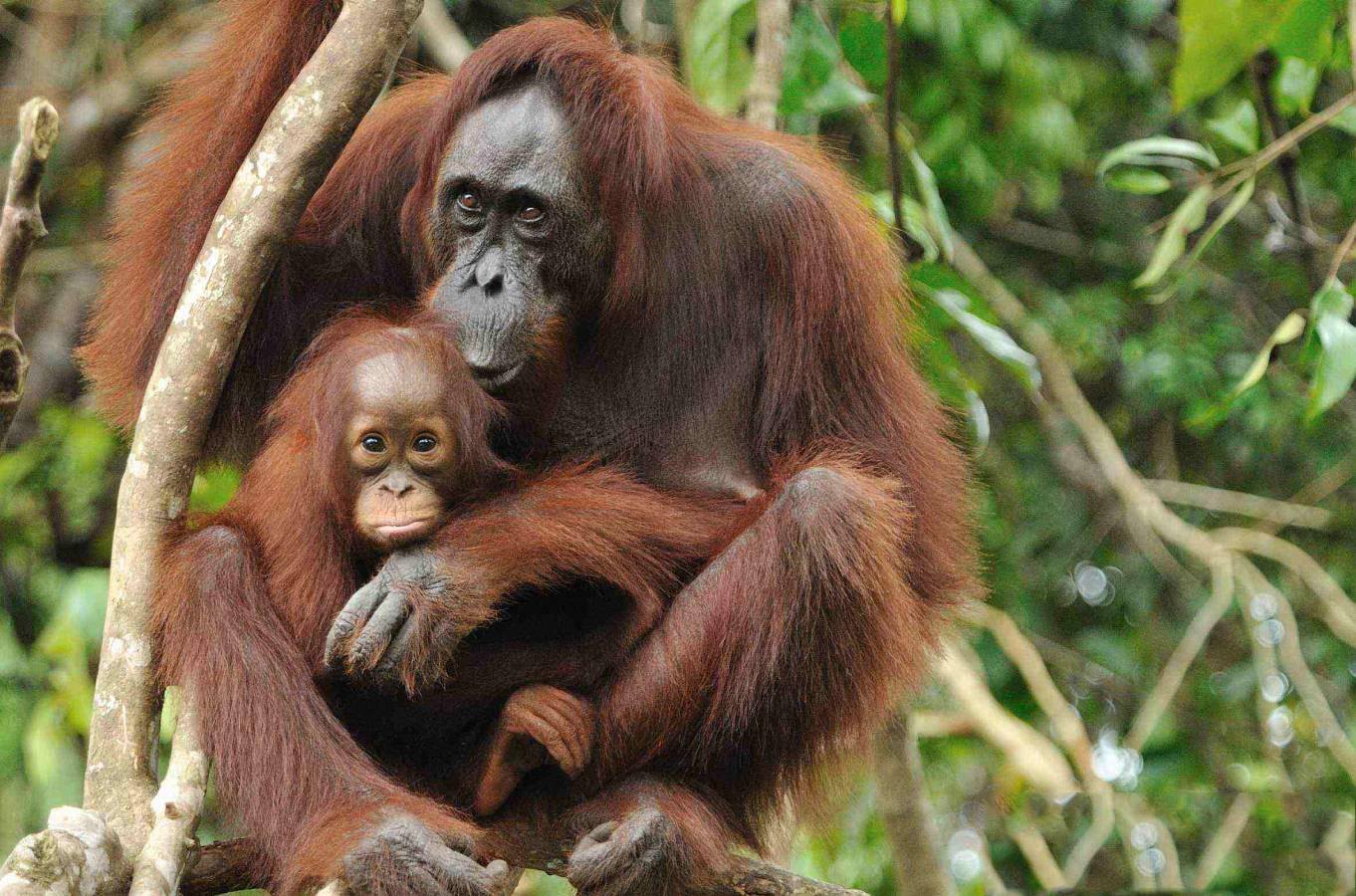 Rawa Tripa yang Tidak Lagi Bersahabat untuk Orangutan Sumatera