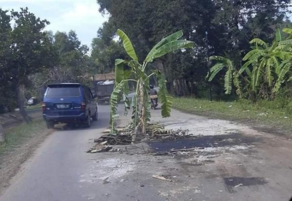 Warga Tanam Pohon Pisang di Jalan Provinsi Wilayah Batang Hari Lampung Timur