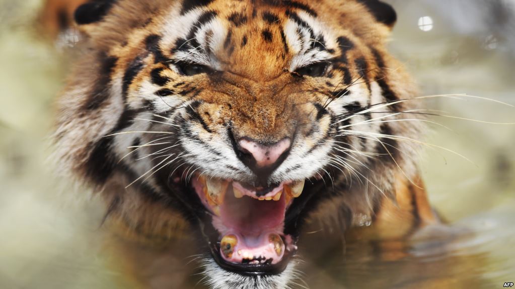 Harimau Hanya Tersisa Enam Sub Spesies