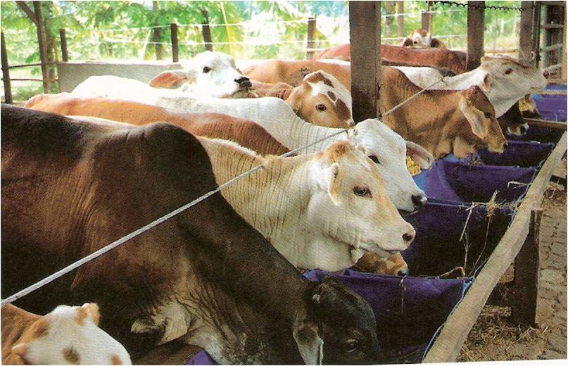 Bantuan Sapi Dinas Peternakan Provinsi Lampung Terindikasi Korupsi?