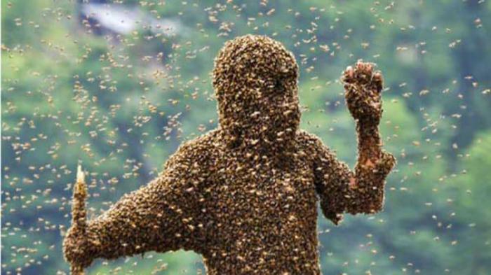 Empat Warga Palopo Diserang Ribuan Tawon, Satu Orang Tewas