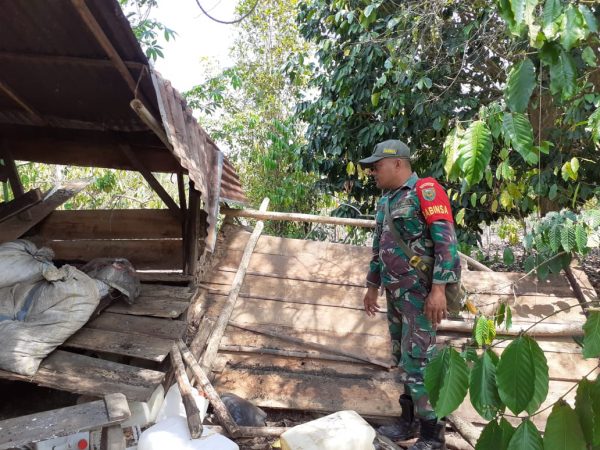 Kawanan Gajah Kembali Masuk Perkebunan Warga di Suoh, Dua Gubuk Dirusak
