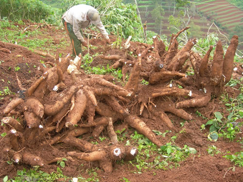 Warga ‘Geram’ Tanaman Singkong Dicabuti Keamanan PT.HIM
