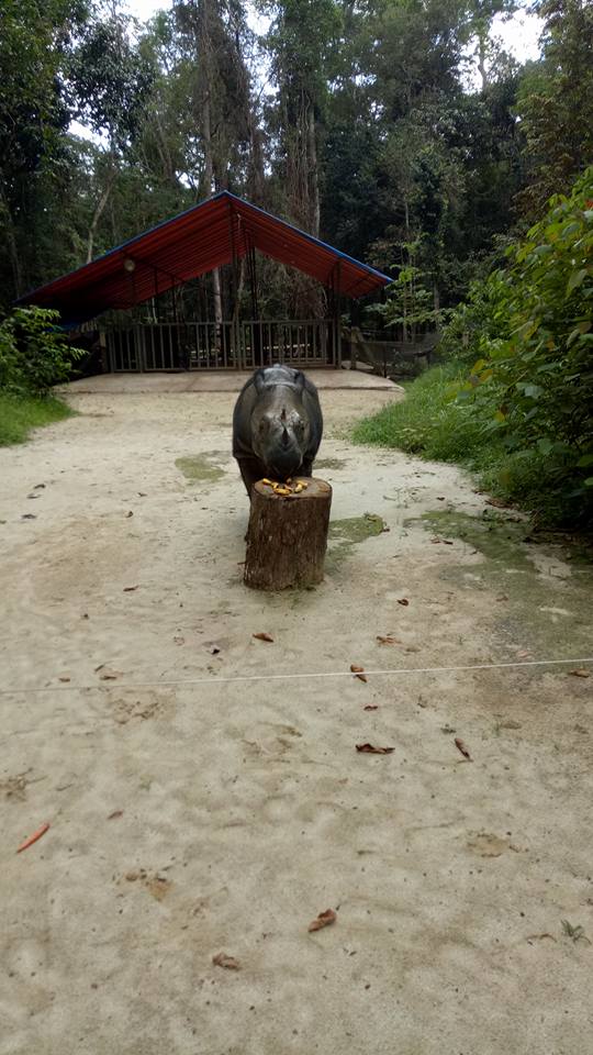 Konsevasi Badak TNWK Perluas Lahan Penangkaran