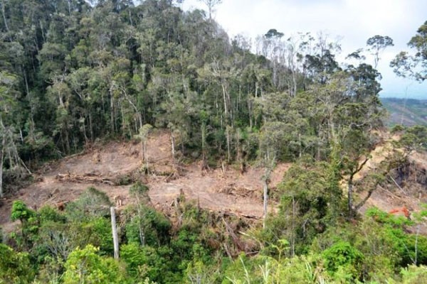 Marak Praktik Pungli Tukar Lahan Register 28 Tanggamus