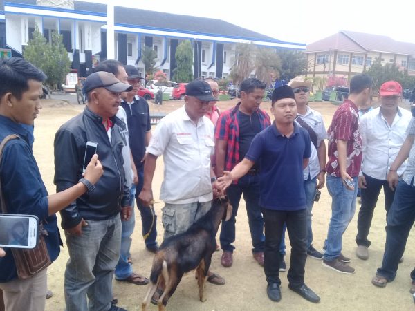 AIM Kena OTT KPK, Warga Euforia Sembelih Kambing Di Lapangan Pemda