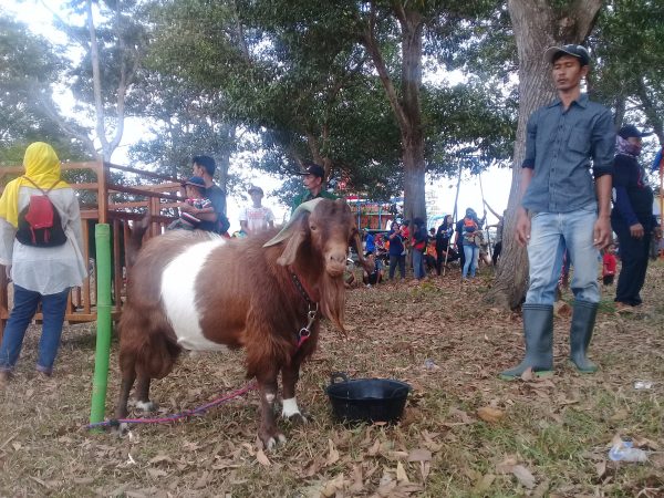 Kontes Kambing dan Lomba Perkutut Trophy Bupati Lampura di FWM 2019