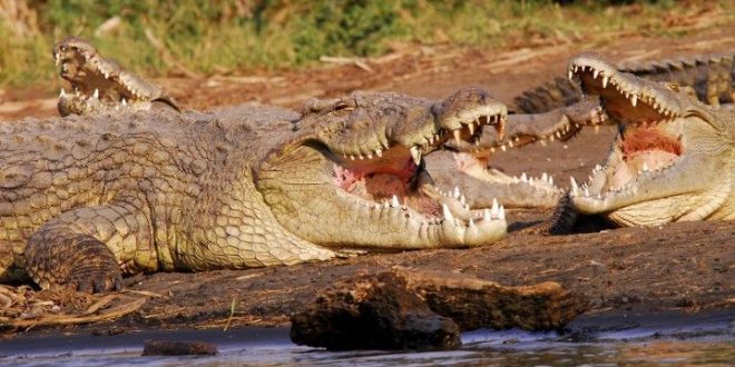 BKSDA Minta Masyarakat Tidak Beraktifitas Disekitar Lokasi Buaya Bertelur