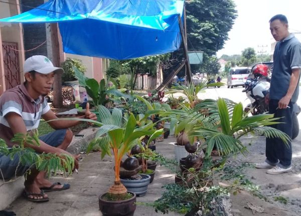 Bonsai Jadi Ladang Wirausaha Prospektif di Lampura