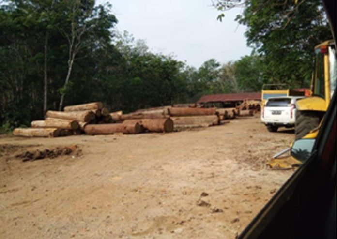 Pembalakan Hutan Meresahkan, Masyarakat Sumay Minta Dirjen Kehutanan Turun Tangan