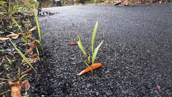 Proyek Jalan Aspal Rp4,4 Miliar Dinas Perumahan dan Kawasan Pemukiman Lampung di Lambar Subur Untuk Rumput