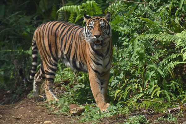 Warga Pesisir Barat Resah Ada Tapak Harimau Sumatera di Sekitar RSUD Muhammad Tohir