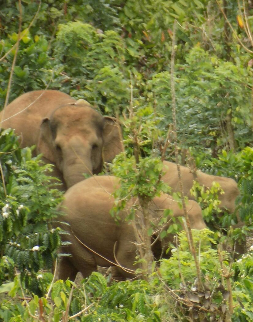 BBTN BBS Bentuk Tim Penggiringan dan Tim Back Up Untuk Mitigasi Konflik Manusia dan Gajah