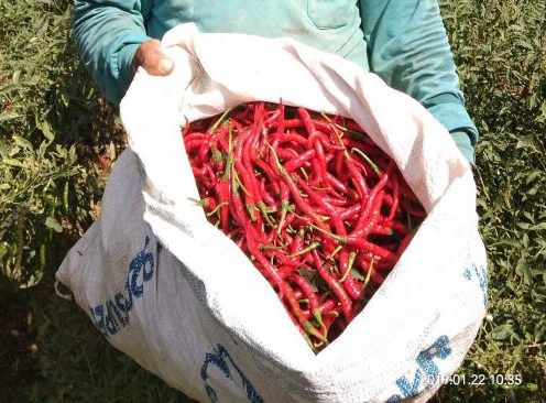 Petani Langkat Minta Pemerintah Hentikan Impor Cabai