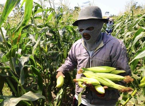 “Patgulipat” Proyek Benih Jagung: Dua Kali Dianggarkan, Ratusan Miliar Digelontorkan, Banten Tak Kunjung “Banjir” Jagung