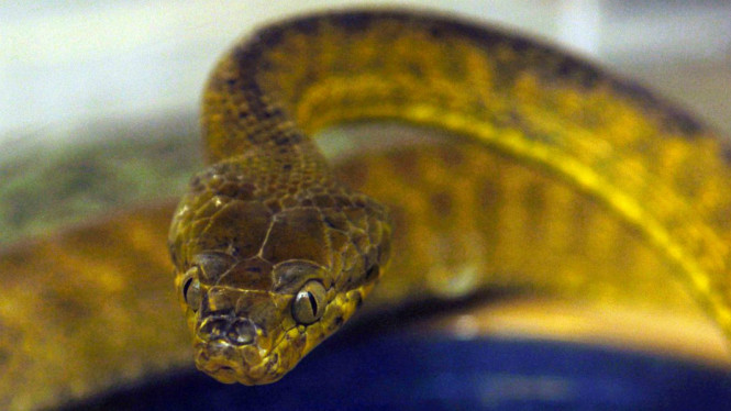 Warga Tanggerang Digegerkan dengan Penemuan Puluhan Ular