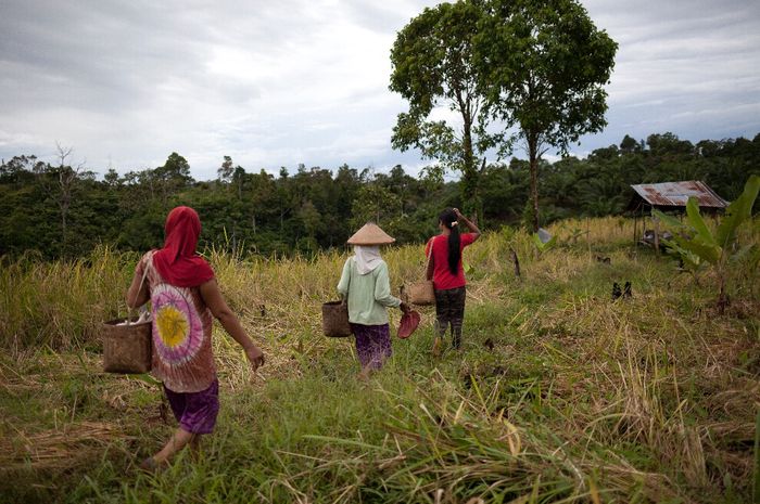 Kisah Harimau dan Manusia yang Hidup Bertetangga